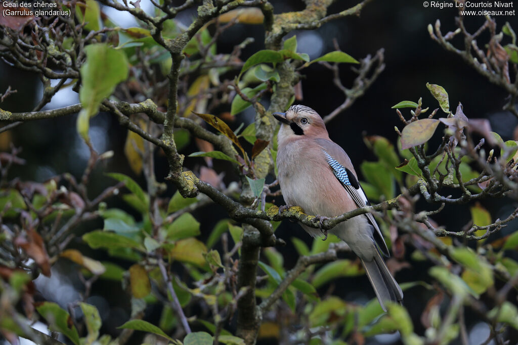 Eurasian Jay