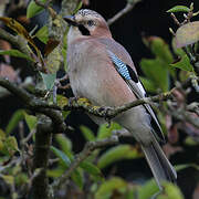 Eurasian Jay