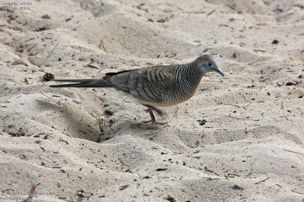 Zebra Dove