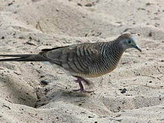 Zebra Dove