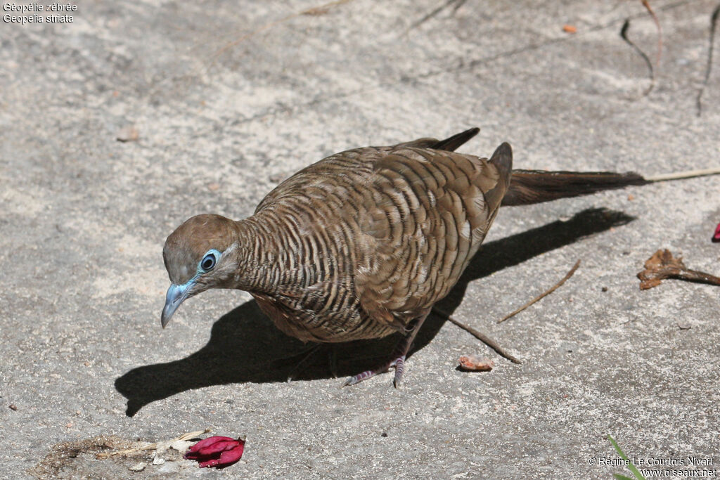 Zebra Dove