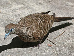 Zebra Dove