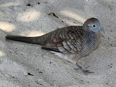 Zebra Dove