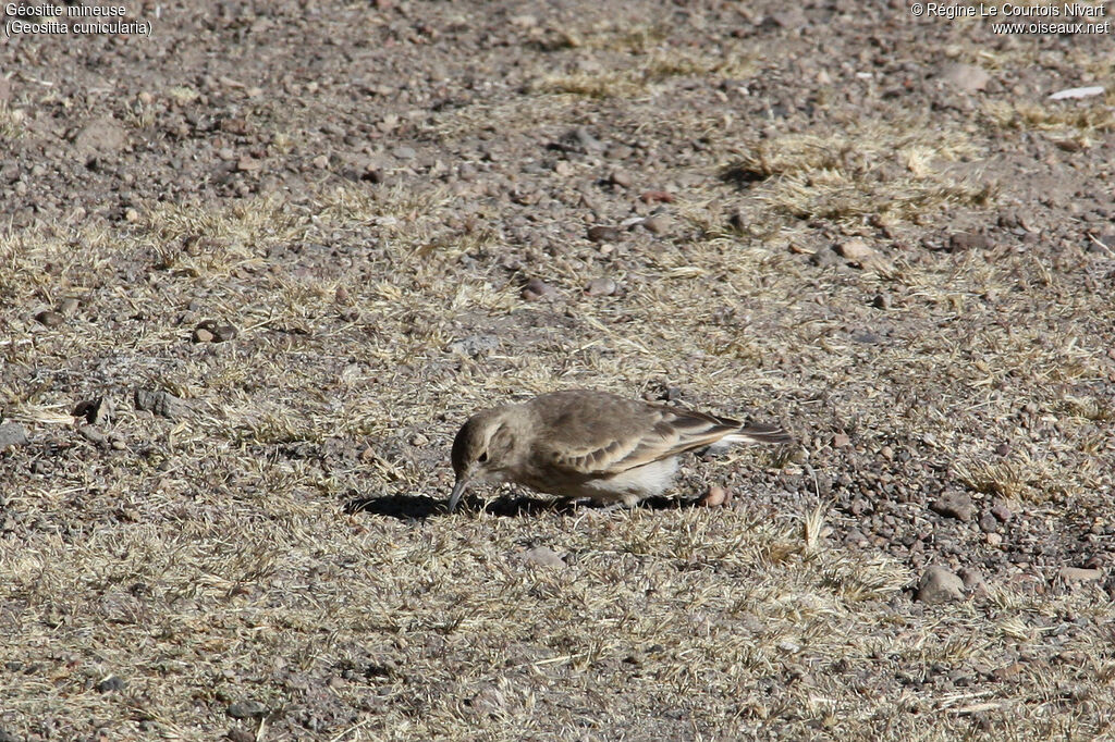 Common Miner