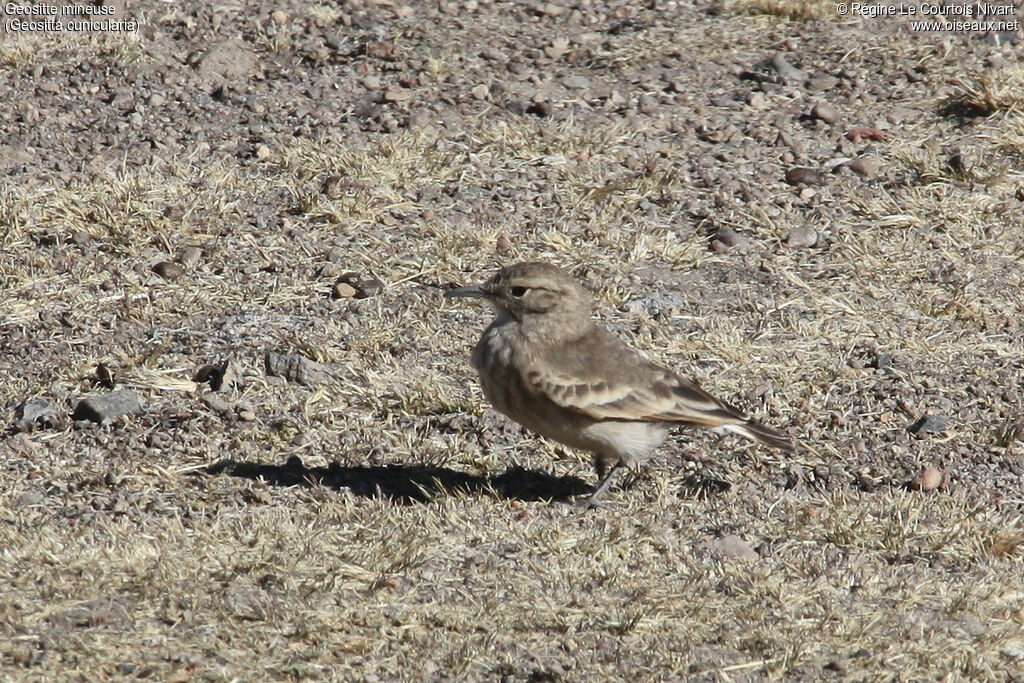 Common Miner