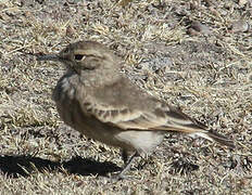 Common Miner