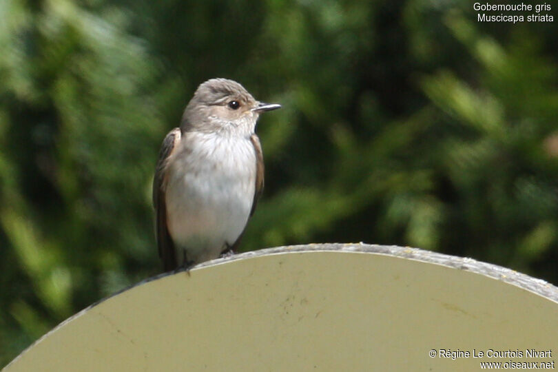 Spotted Flycatcheradult