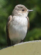 Spotted Flycatcher