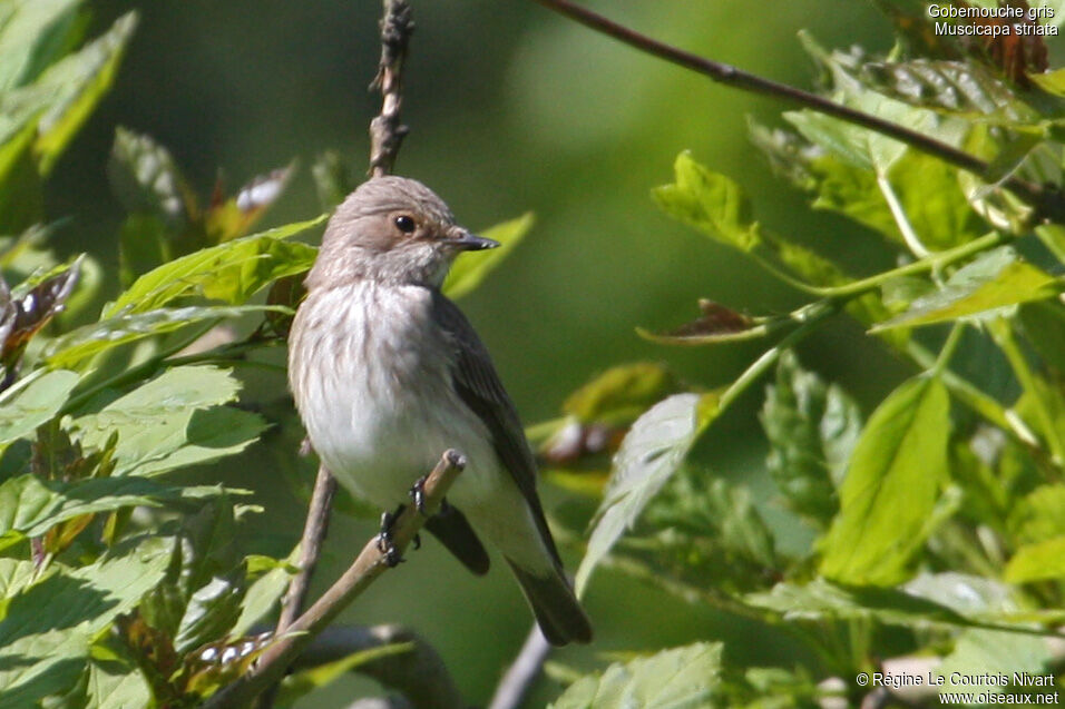 Spotted Flycatcheradult