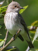 Spotted Flycatcher