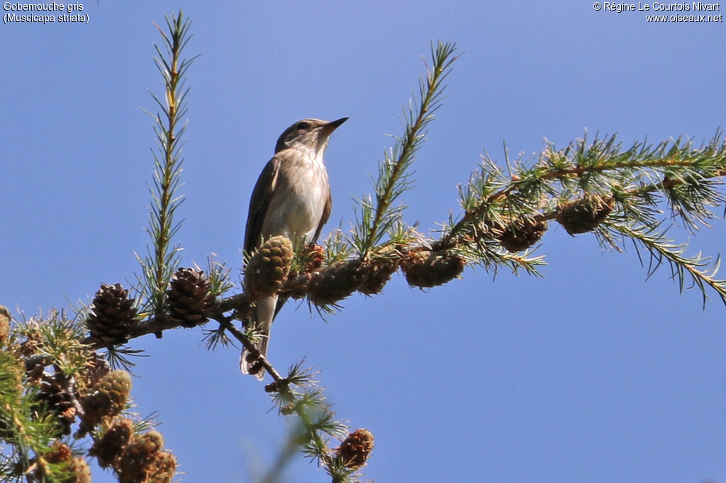 Spotted Flycatcher