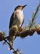 Spotted Flycatcher