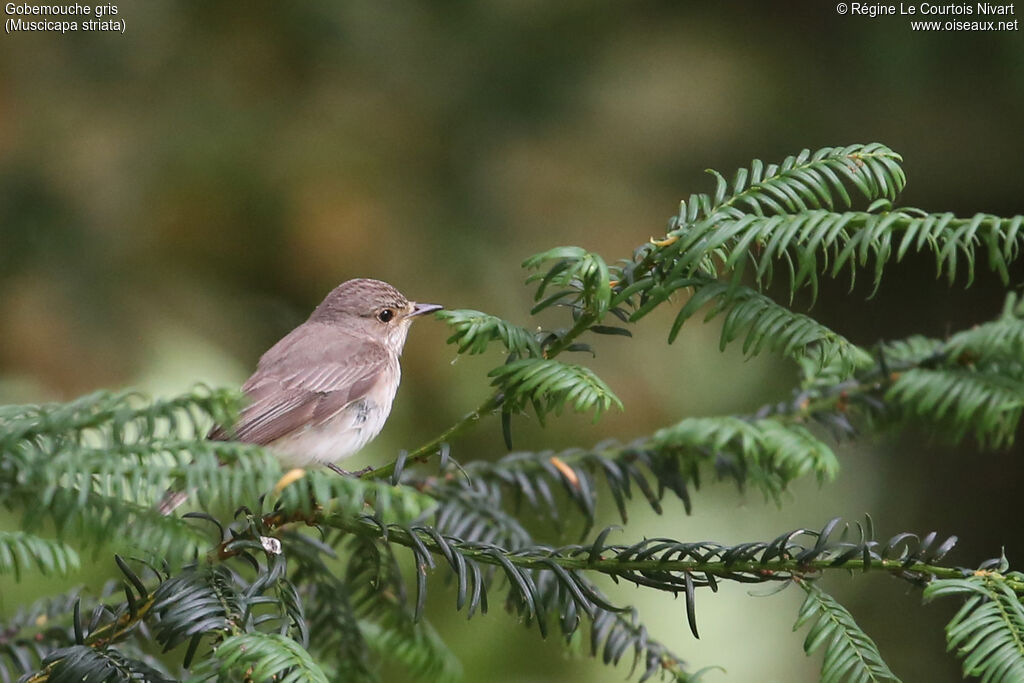 Spotted Flycatcher