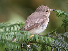 Spotted Flycatcher