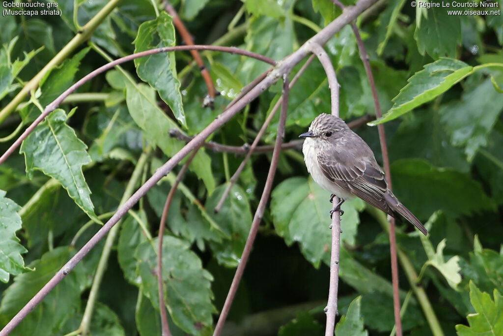 Spotted Flycatcher