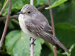 Spotted Flycatcher