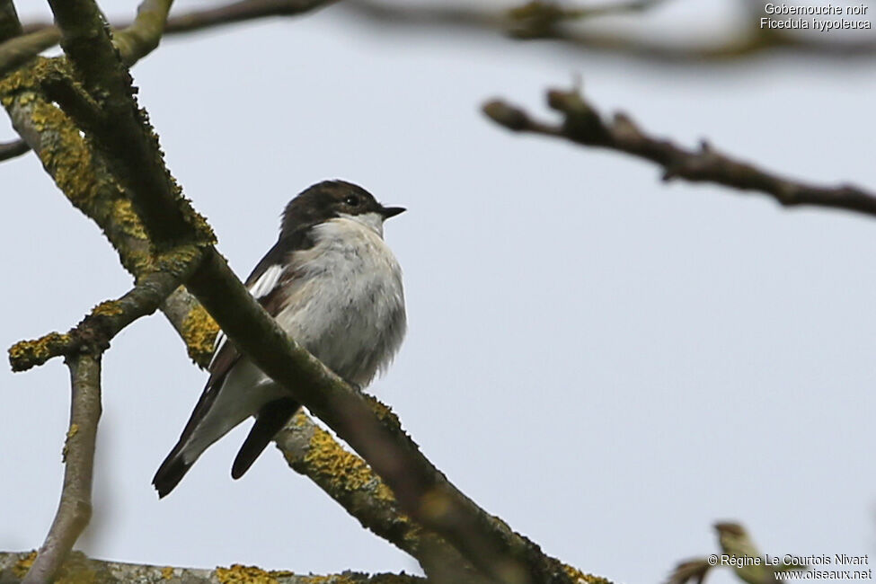 European Pied Flycatcher male