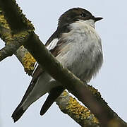 European Pied Flycatcher