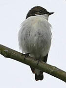 European Pied Flycatcher