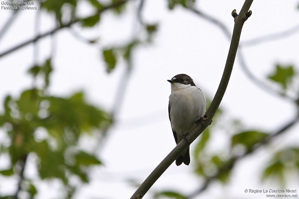 European Pied Flycatcher male