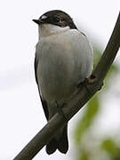 European Pied Flycatcher