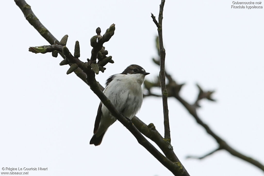 European Pied Flycatcher male