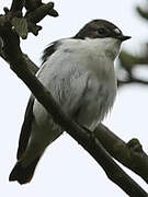 European Pied Flycatcher