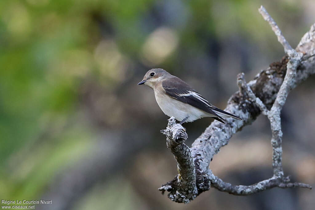 European Pied Flycatcher female adult, identification