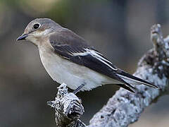 European Pied Flycatcher