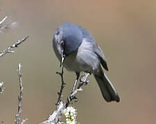 Gobemoucheron gris-bleu