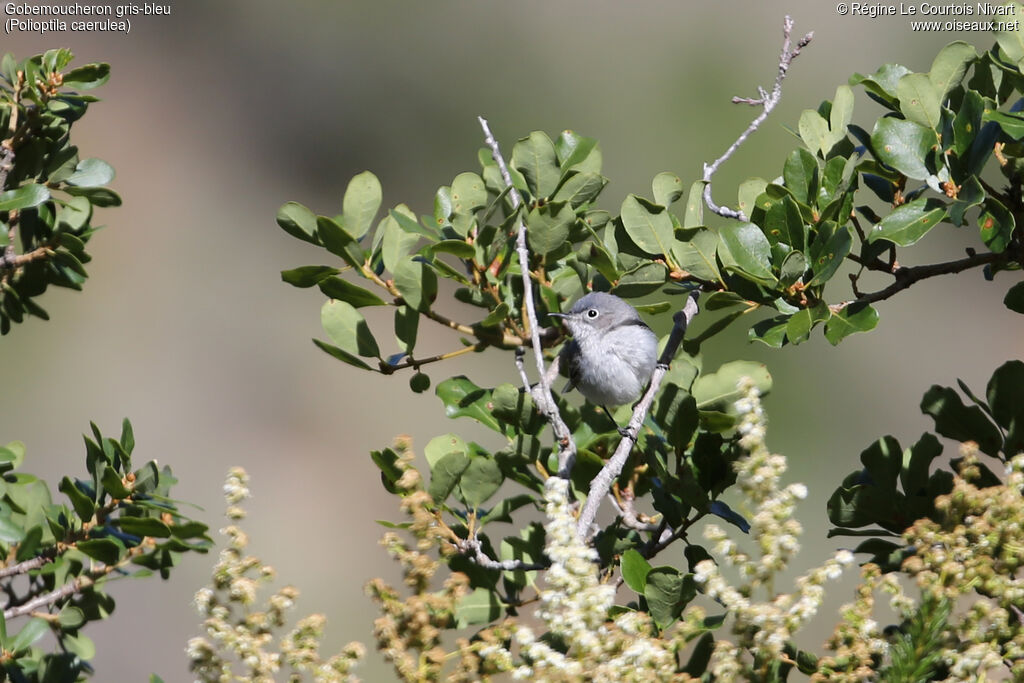 Gobemoucheron gris-bleu