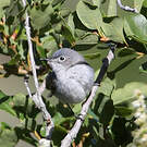 Gobemoucheron gris-bleu
