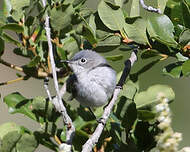 Gobemoucheron gris-bleu