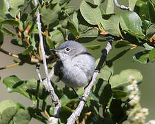 Blue-grey Gnatcatcher