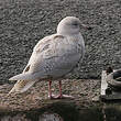 Goéland à ailes blanches