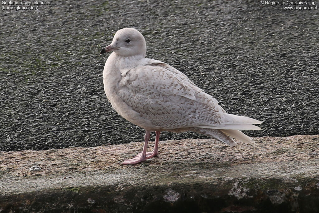 Goéland à ailes blanches