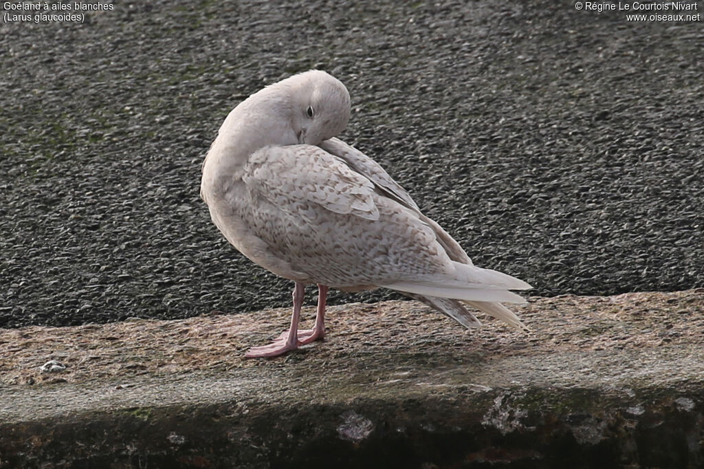 Goéland à ailes blanches - Goéland arctique<br />immature