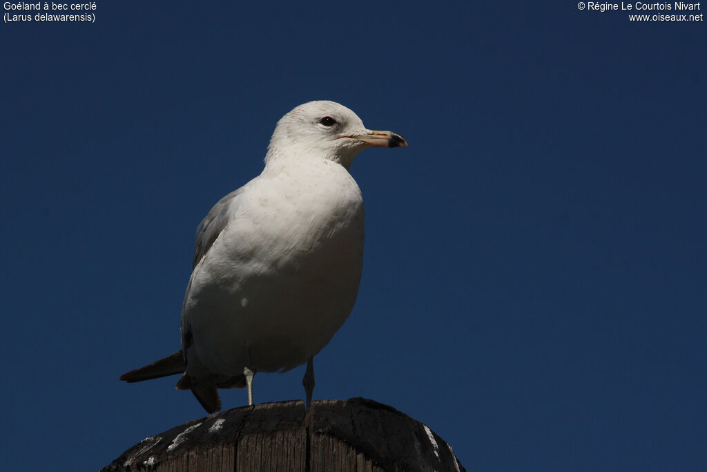 Ring-billed Gullimmature