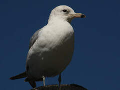 Ring-billed Gull