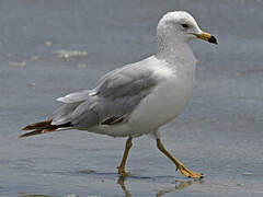 Ring-billed Gull