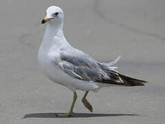 Ring-billed Gull