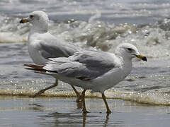 Ring-billed Gull