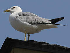 Ring-billed Gull