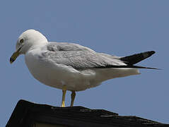 Ring-billed Gull