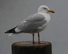 European Herring Gull