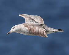 European Herring Gull