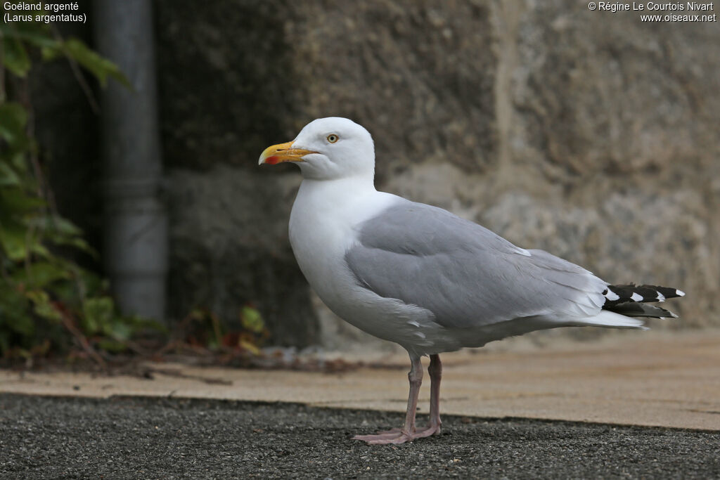 Goéland argenté