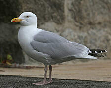 European Herring Gull