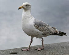 European Herring Gull