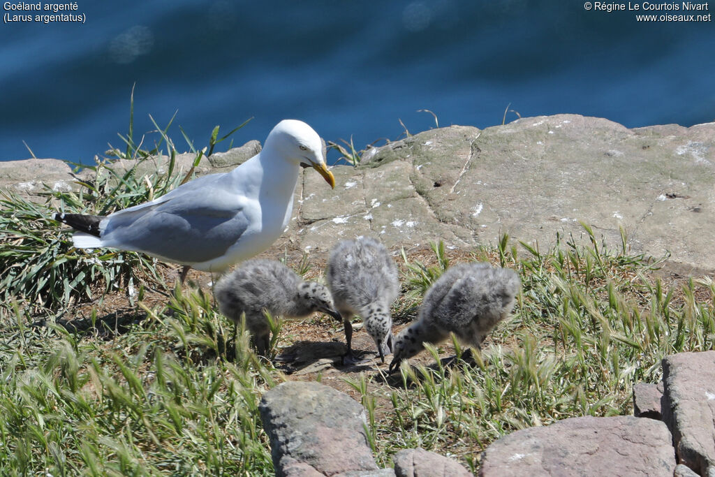 European Herring Gull